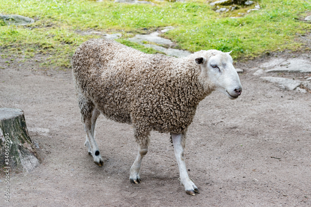 Domestic sheep (Ovis aries) are quadrupedal, ruminant mammals typically kept as livestock. Domestic sheep (Ovis aries) are quadrupedal, ruminant mammals typically kept as livestock.