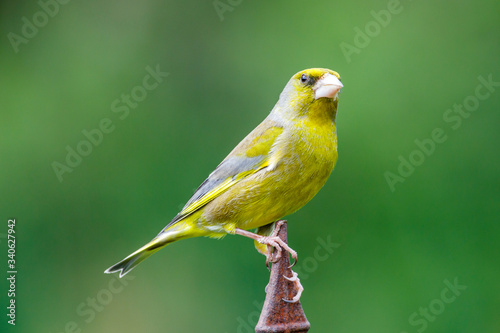Greenfinch (Carduelis chloris)  UK garden