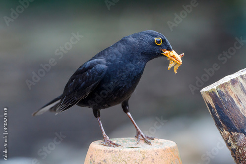 Canvas Print Male Blackbird (Turdus merula) with a mouth ful of mealworms