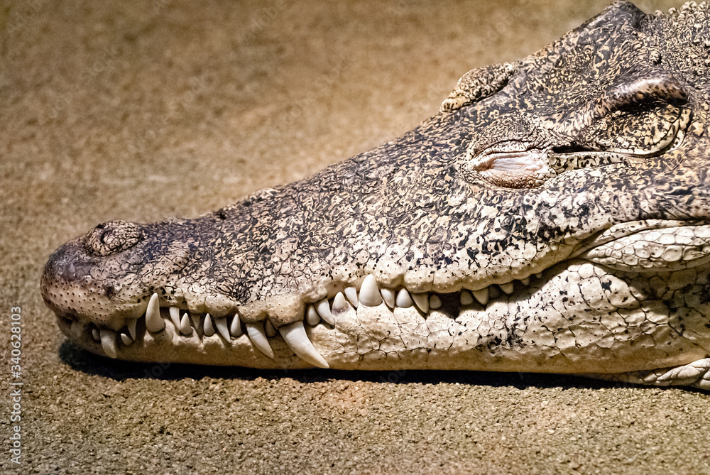 The Cuban crocodile (Crocodylus rhombifer) is a small species of crocodile found only in Cuba. The Cuban crocodile (Crocodylus rhombifer) is a small species of crocodile found only in Cuba.