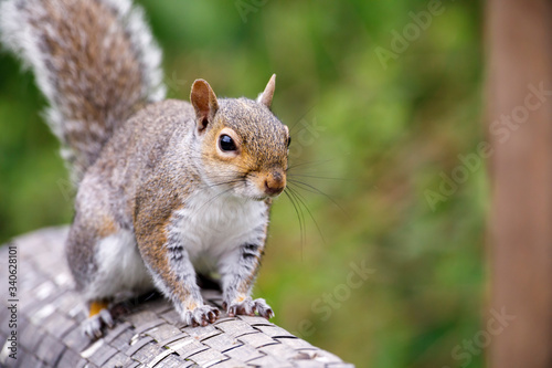 Fototapeta Grey squirrel 