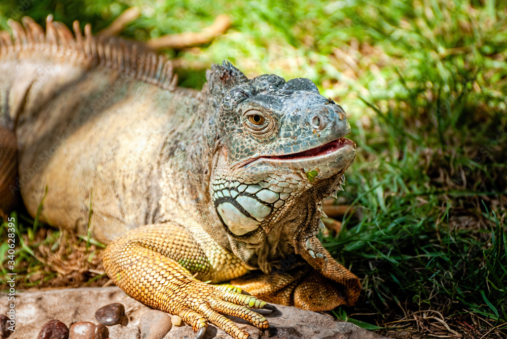 Iguana is a genus of herbivorous lizards that are native to tropical areas of Mexico, Central America, South America, and the Caribbean. Iguana is a genus of herbivorous lizards that are native to tropical areas of Mexico, Central America, South America, and the Caribbean.