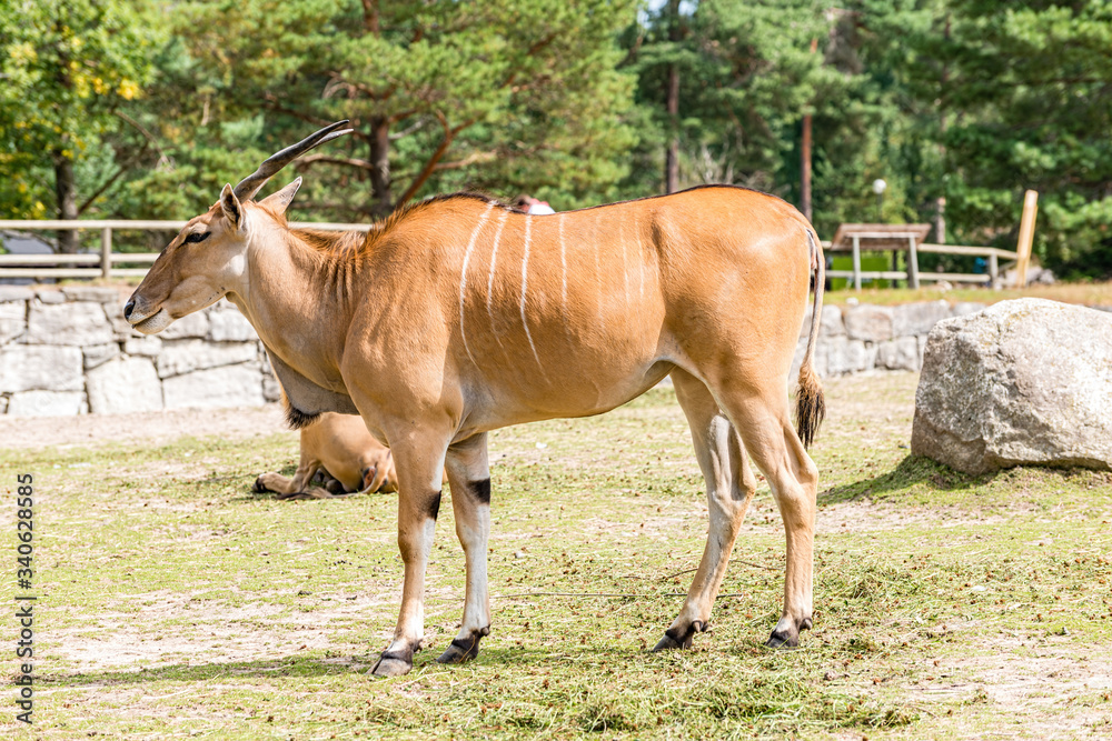 The common eland (Taurotragus oryx), also known as the southern eland or eland antelope, is a savannah and plains antelope found in East and Southern Africa. The common eland (Taurotragus oryx), also known as the southern eland or eland antelope, is a savannah and plains antelope found in East and Southern Africa.