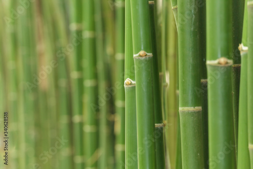 Photographie Close-up Of Bamboos Growing Outdoors