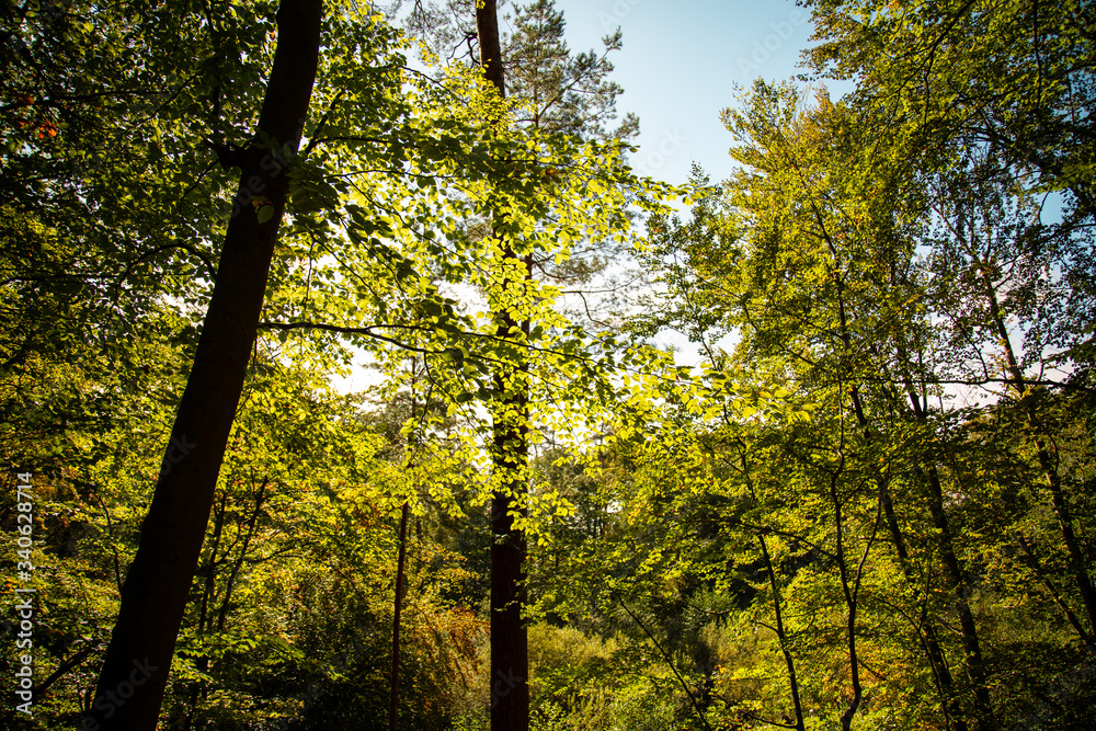 Sonnenlicht durch Blätterdach Sonnenlicht durch Blätterdach