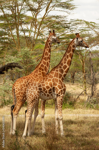 Masai giraffe