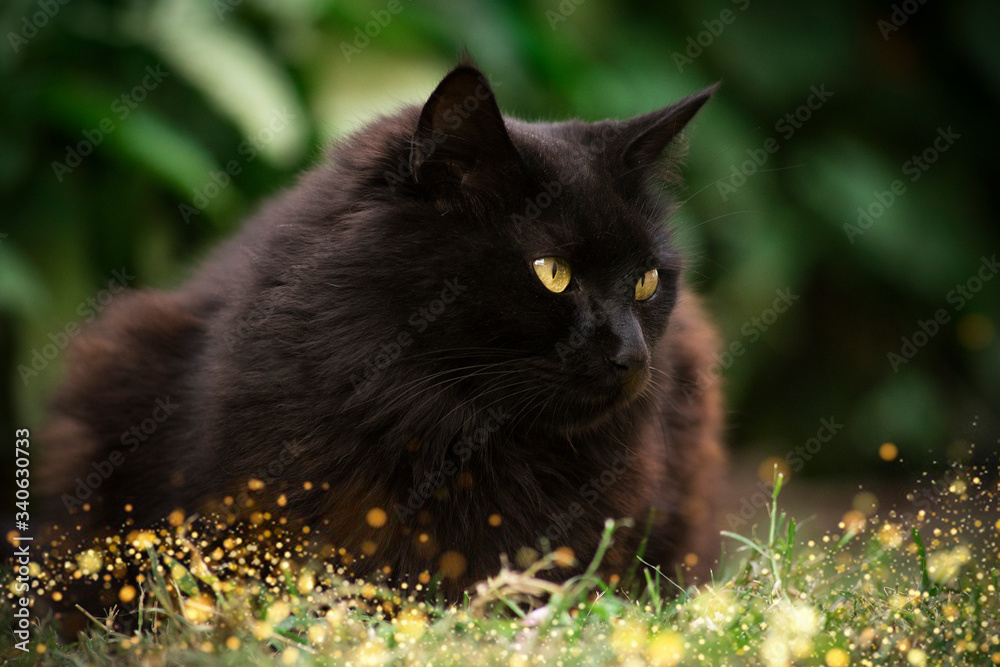 gato negro con ojos verdes apasible mirada