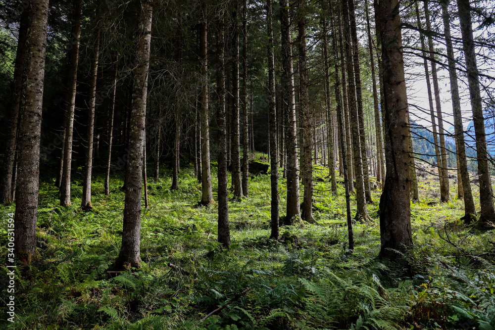 Fototapeta premium Dreamy forest