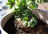 planting plants, geranium in flowerpot