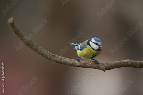 Eurasian blue tit hanging and eating on tallow ball with seeds in winter