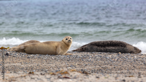 Helgoland, Dune Island, Halichoerus grypus - two seals lying on a beautiful clear sandy beach, in the background a beautiful blue sea.