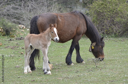 horse breeding with mare
