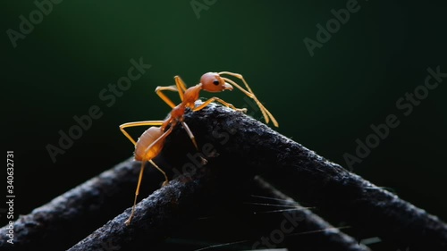 Close up one ant walking on wire against dark green background.