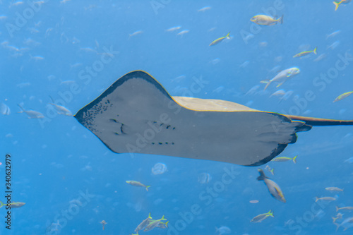 Sting ray swimming underwater. The short-tail stingray or smooth stingray (Bathytoshia brevicaudata) is a common species of sting-ray in the family Dasyatidae. Atlantis, Sanya, Hainan, China. photo