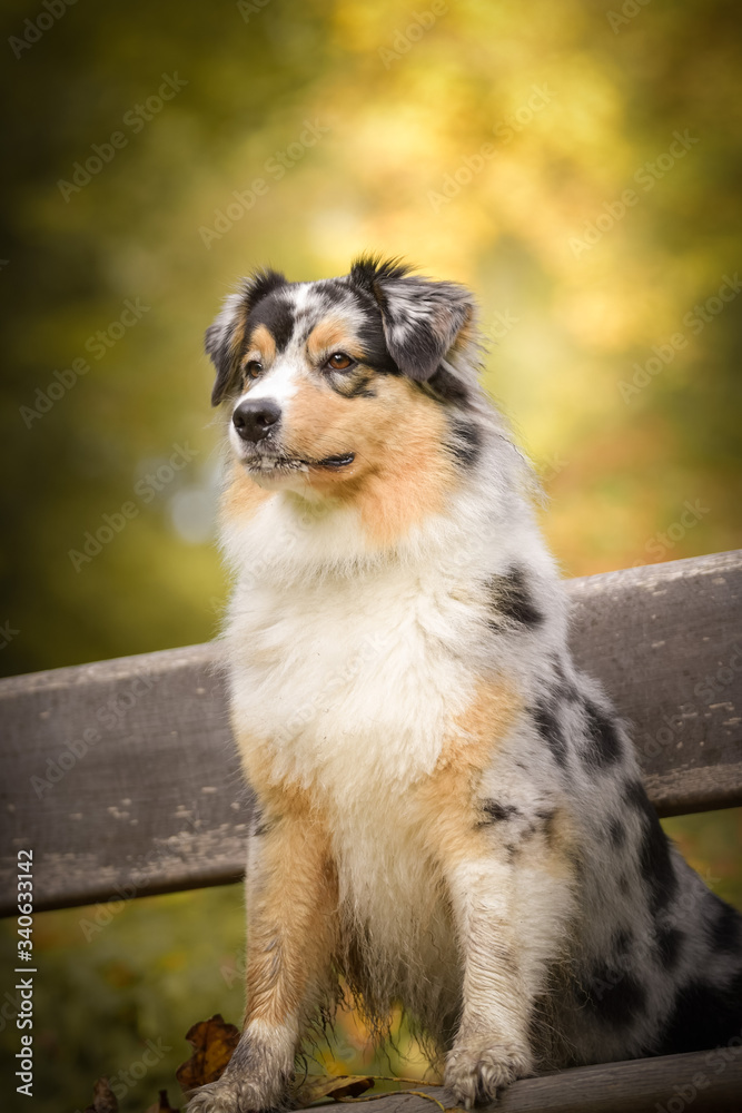 Australian shepherd is sitting on bench. It is autumn atmosphere and she is so fluffy. 