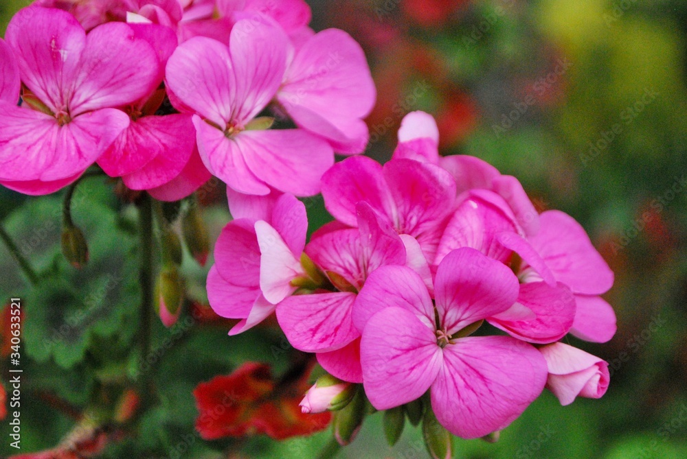 ピンクの花 ピンクの花