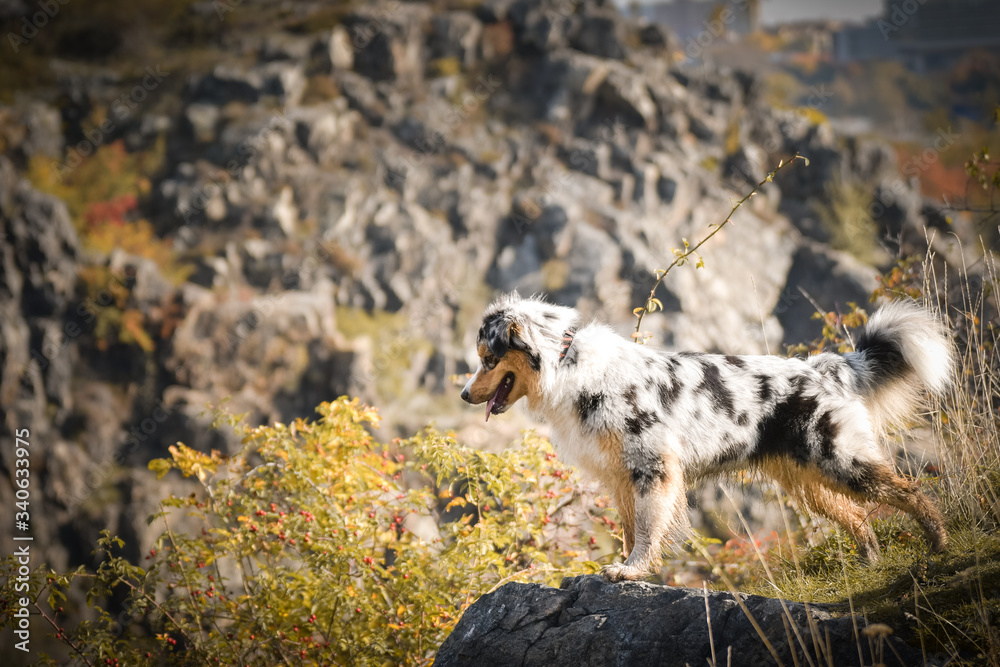 Portrait of Australian shepherd, who is standing in rock under the them is lake. Amazing autumn photoshooting in Prague.