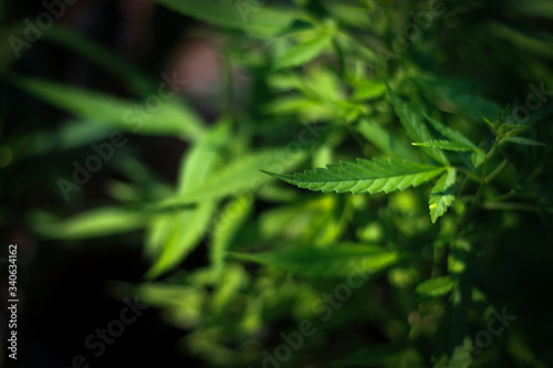 Marijuana leaves, Medical cannabis on dark background. Closeup and selective focus.