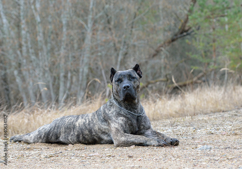 Young adult male dogo canario poses outdoors. photo