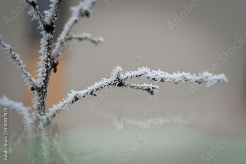 Frozen branches in winter time. This frost make so nice creature.