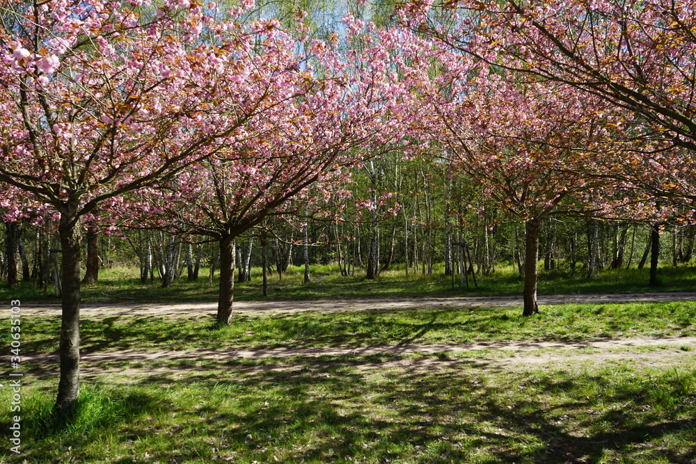 Sakura am Berliner Mauerweg (Teltow)