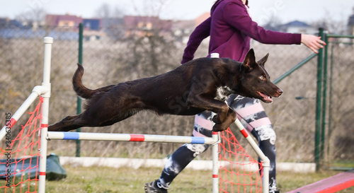 brown border collie is jumping over the hurdles. Amazing day on czech agility privat training