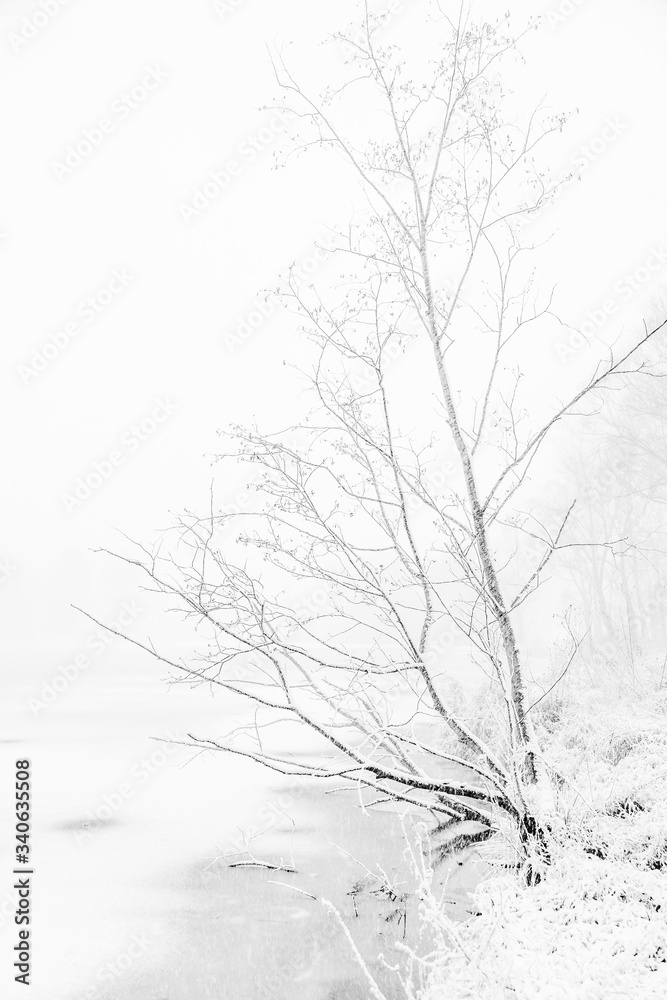 drzewa nad zamarzniętym stawem, śnieżyca b&w