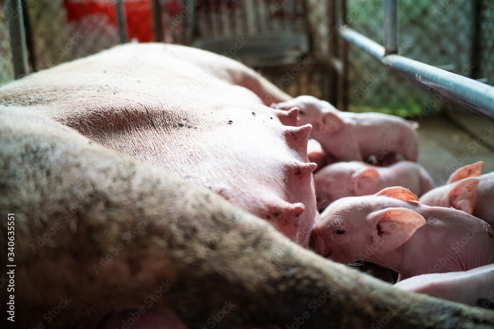Naklejka premium Group of newborn piglet in pig farm