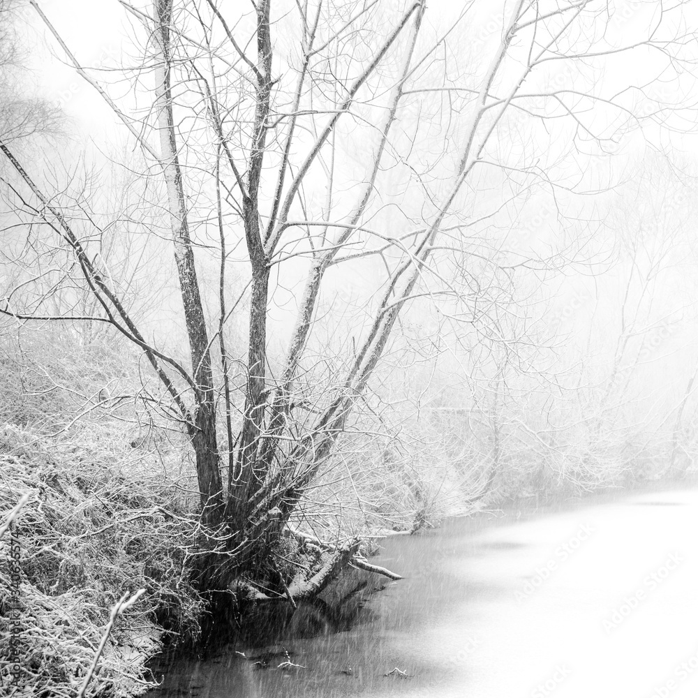 drzewa nad zamarzniętym stawem, śnieżyca b&w