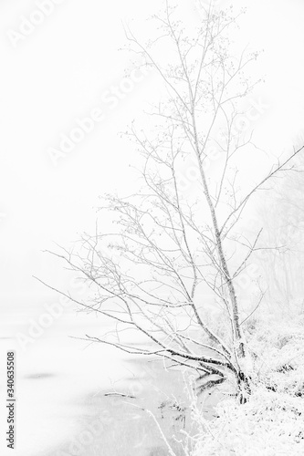 Obraz na płótnie drzewa nad zamarzniętym stawem, śnieżyca b&w w salonie