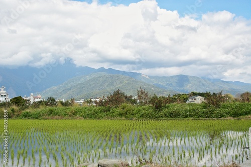 The blue sky and white clouds are accompanied by distant mountain views, and the shadow of rice is reflected in the rice fields.