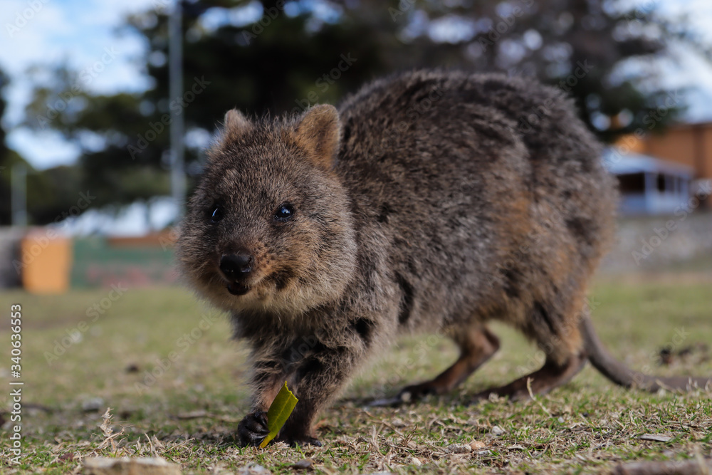 Rat-like quokka running on the grass and looking at the camera Rat-like quokka running on the grass and looking at the camera