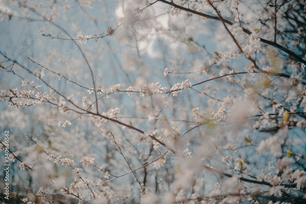 Spring blossom Spring blossom