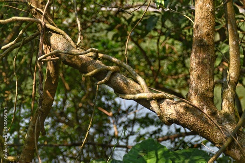 The sun shines on the tree trunk that roots twined all over it.