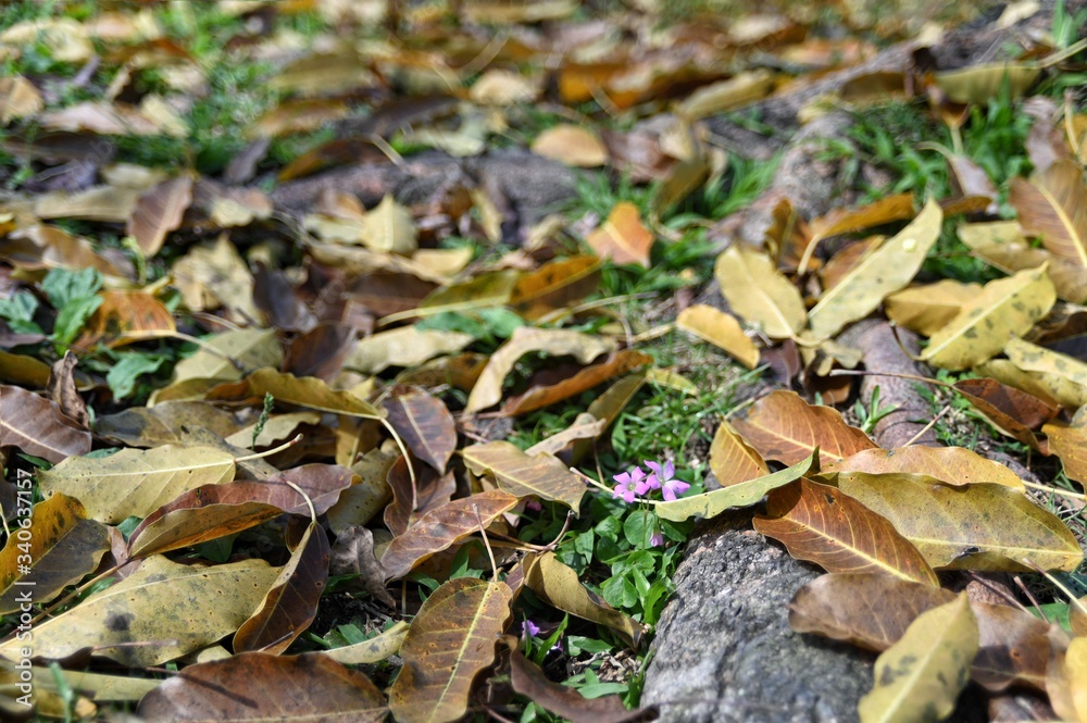 Wood sorrel grows on the green grass covered with fallen leaves.