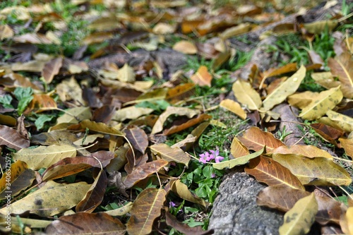 Wood sorrel grows on the green grass covered with fallen leaves.