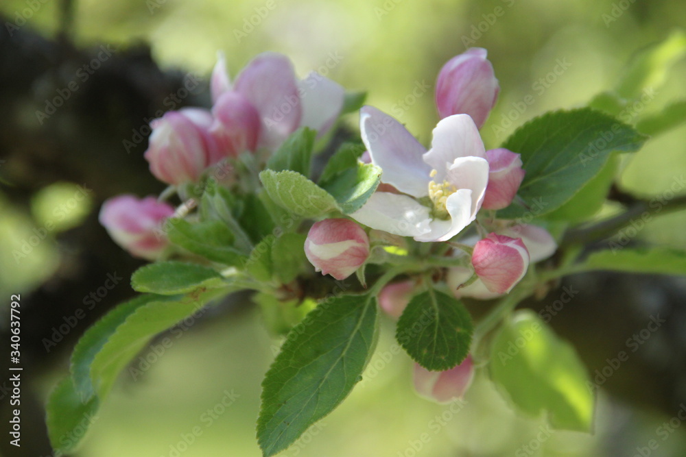 Obraz premium White fresh apple tree bud fertile blossom