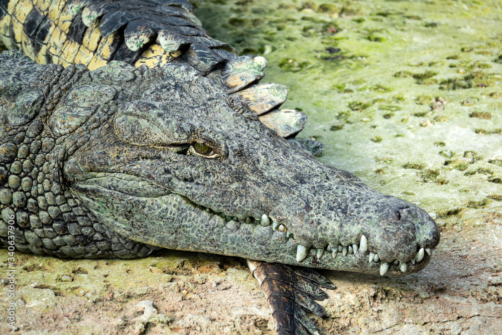 Obraz premium Crocodile du Nil 