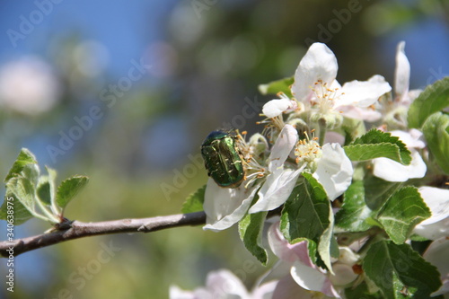Green rose chafer on White fresh apple tree bud fertile blossom

