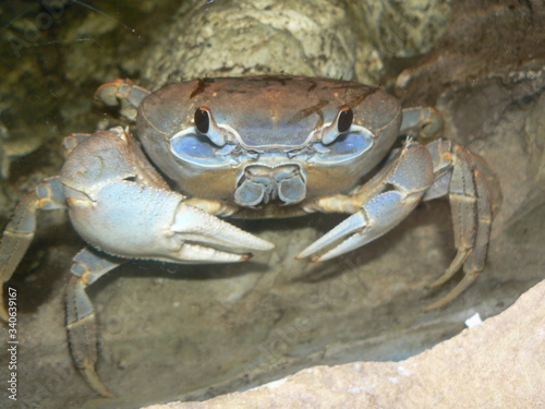 krab photo