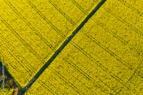 Aerial view of blooming Rapeseed field  Nature Farmland