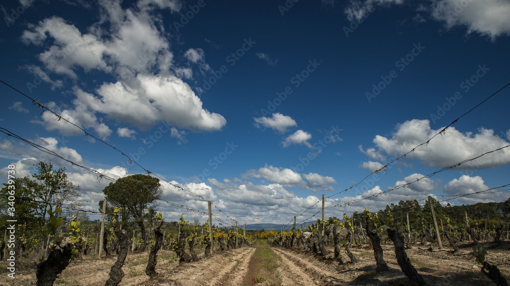 vineyard in tuscany