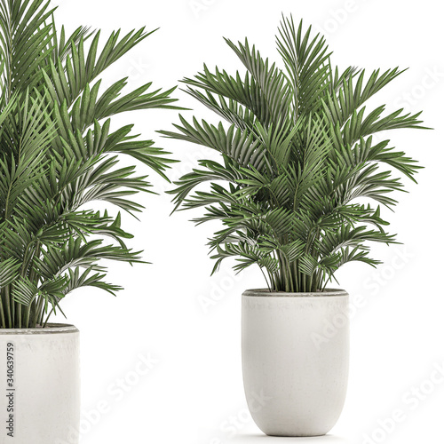  palm trees in a white pot isolated on white background