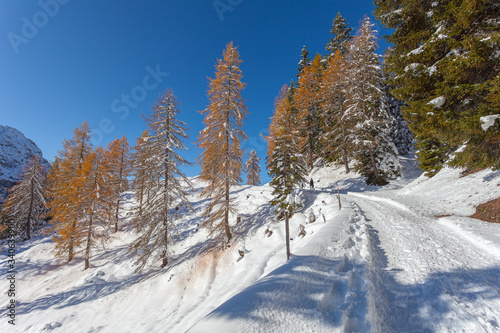 Path in the snow near a orange larch forest, Mount Pelmo, Dolomites, Italy