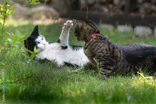 Two cats fighting on the grass in a garden - one reching the other with her claws