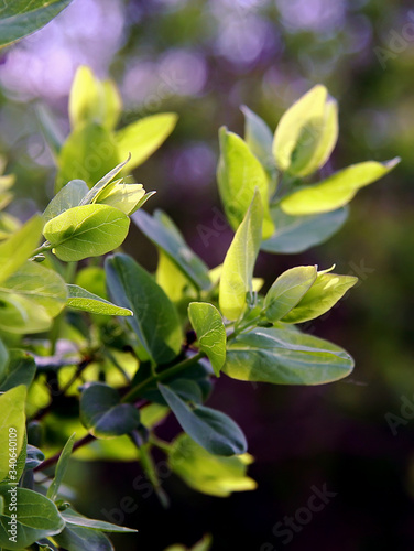 green leaves on the tree