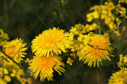 yellow dandelion flowers