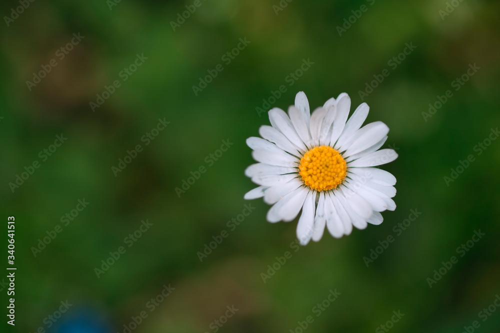 Fototapeta premium pratolina comune