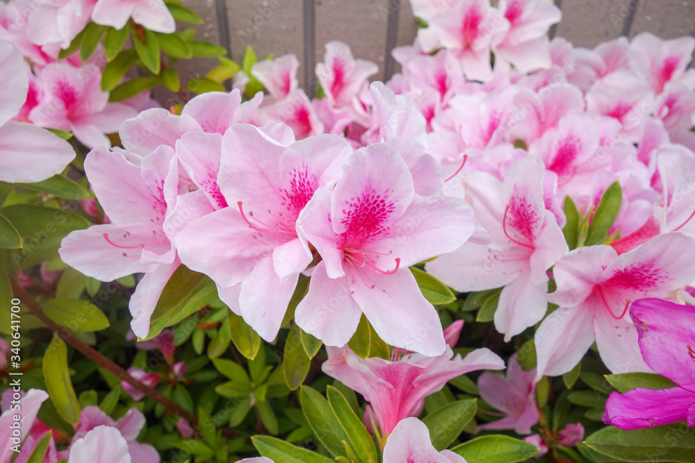 Naklejka premium 屋外に咲いたピンクのツツジの花