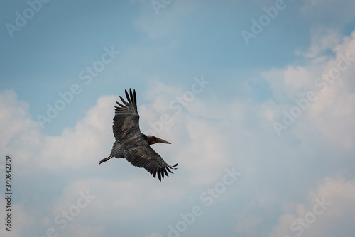 Openbill Stork © James
